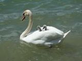 Schwan mit Babys - 1.000 Teile (Puzzle)