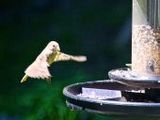 Kolibri - 1.000 Teile (Puzzle)