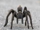 Vogelspinne - 1.000 Teile (Puzzle)