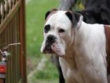 Boxer - 1.000 Teile (Puzzle)