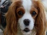 Cavalier King Charles Spaniel - 500 Teile (Puzzle)