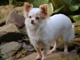 Chihuahua - 500 Teile (Puzzle)