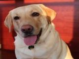 Labrador - 500 Teile (Puzzle)