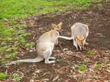 Wallaby - 1.000 Teile (Puzzle)