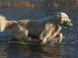 Golden Retriever - 1.000 Teile (Puzzle)