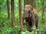 Elefant - 1.000 Teile (Puzzle)