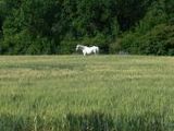 Pferd - 1.000 Teile (Puzzle)