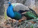 Pfau - 500 Teile (Puzzle)