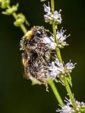 Hummel - 500 Teile (Puzzle)