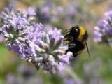 Biene auf Lavendel - 1.000 Teile (Puzzle)