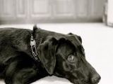 Labrador - 500 Teile (Puzzle)