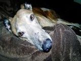 Windhund - 500 Teile (Puzzle)