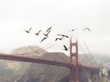 Vögel vor Golden Gate - 1.000 Teile (Puzzle)