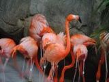 Flamingos - 500 Teile (Puzzle)