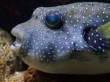 Kugelfisch - 500 Teile (Puzzle)