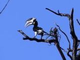 Malabarhornvogel - 1.000 Teile (Puzzle)