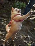 Chihuahua - 500 Teile (Puzzle)