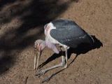 Marabu - 1.000 Teile (Puzzle)