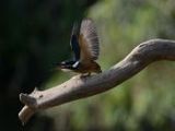Eisvogel - 1.000 Teile (Puzzle)
