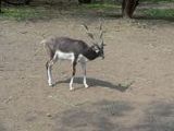 Antilope - 1.000 Teile (Puzzle)