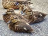 Enten - 1.000 Teile (Puzzle)