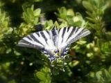 Schmetterling - 1.000 Teile (Puzzle)
