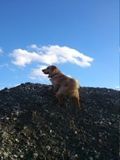 Golden Retriever - 500 Teile (Puzzle)