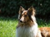 Collie - 500 Teile (Puzzle)
