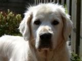 Golden Retriever - 1.000 Teile (Puzzle)