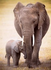 Elephant & Baby (Puzzle) Elephant & Baby (Puzzle)