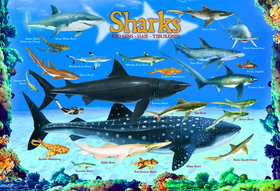 Sharks 100 Pieces Eurographics Kids 5+ Sharks 100 Pieces Eurographics Kids 5+