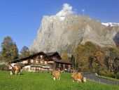 Grindelwald - 1.000 Teile (Puzzle) Grindelwald - 1.000 Teile (Puzzle)