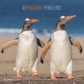 Pinguine 2024 - Broschürenkalender 30x30 cm (30x60 geöffnet) - Kalender mit Platz für Notizen - Penguins - Bildkalender - Wandplaner - Wandkalender Pinguine 2024 - Broschürenkalender 30x30 cm (30x60 geöffnet) - Kalender mit Platz für Notizen - Penguins - Bildkalender - Wandplaner - Wandkalender
