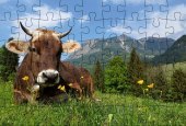 Puzzle-Postkarte Allgäu, Motiv: Kuh auf Wiese: Motiv: Kuh auf Wiese Puzzle-Postkarte Allgäu, Motiv: Kuh auf Wiese: Motiv: Kuh auf Wiese