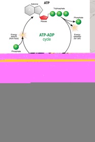 Biochemistry: An Organic Chemistry Approach