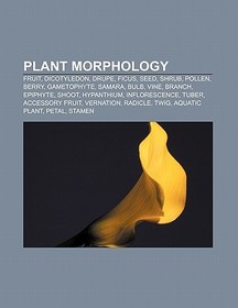 Plant morphology: Fruit, Dicotyledon, Drupe, Ficus, Seed, Shrub, Pollen, Berry, Gametophyte, Samara, Bulb, Vine, Branch, Epiphyte, Shoot, Hypanthium, Inflorescence, Tuber, Accessory fruit, Vernation, Radicle, Twig, Aquatic plant, Petal, Stamen