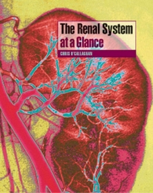 The Renal System at a Glance