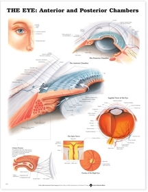 The Eye: Anterior and Posterior Chambers: Anterior and Posterior Chambers Anatomical Chart