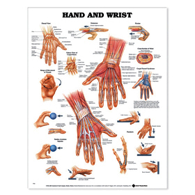 Hand and Wrist Anatomical Chart