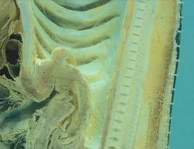 Mega Machines: Sticker Play Scenes with Reusable Stickers