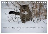 Haustiger - Ein Katzenkalender (Tischkalender 2024 DIN A5 quer), CALVENDO Monatskalender: Farbige Augenblicke unserer Haustiger