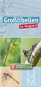 Heimische Großlibellen im Vergleich: 10er-Set