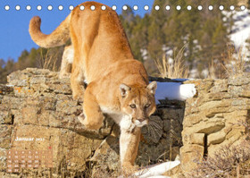 Puma: Auf leisen Pfoten (Tischkalender 2023 DIN A5 quer): Berglöwe: Geschmeidige Raubkatze in rauher Natur (Monatskalender, 14 Seiten )
